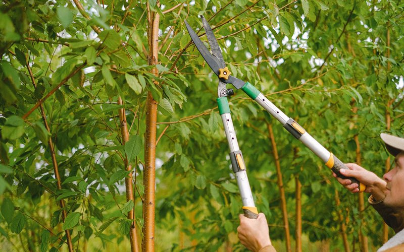 Tree trimming in Meriden, WY